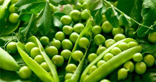 小小一顆的豌豆如何有效提取淀粉? 小小一顆的豌豆如何有效提取淀粉?