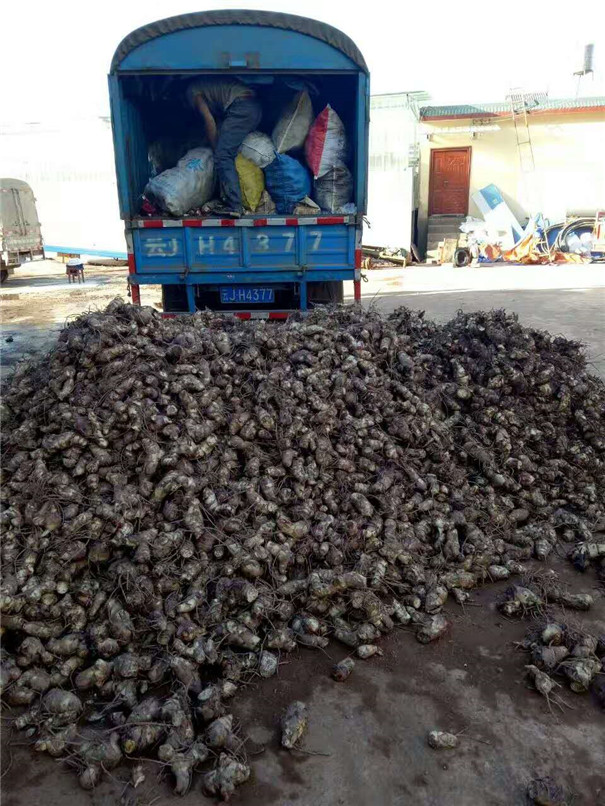芭蕉芋淀粉加工專用——快速粉碎、易清理