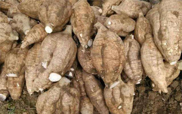 葛根淀粉加工一定要使用葛粉設備嗎？