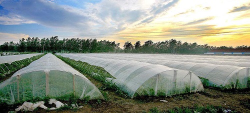 沒出倉庫就發黃，塑料吹膜如何選擇熒光增白劑？